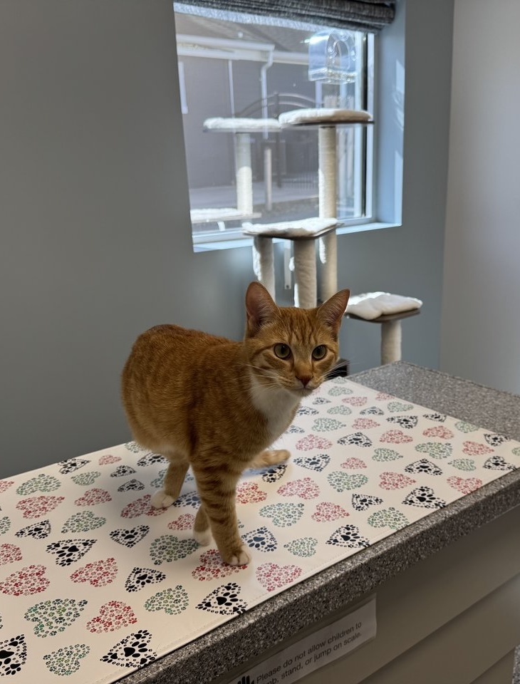 A cat-only exam room